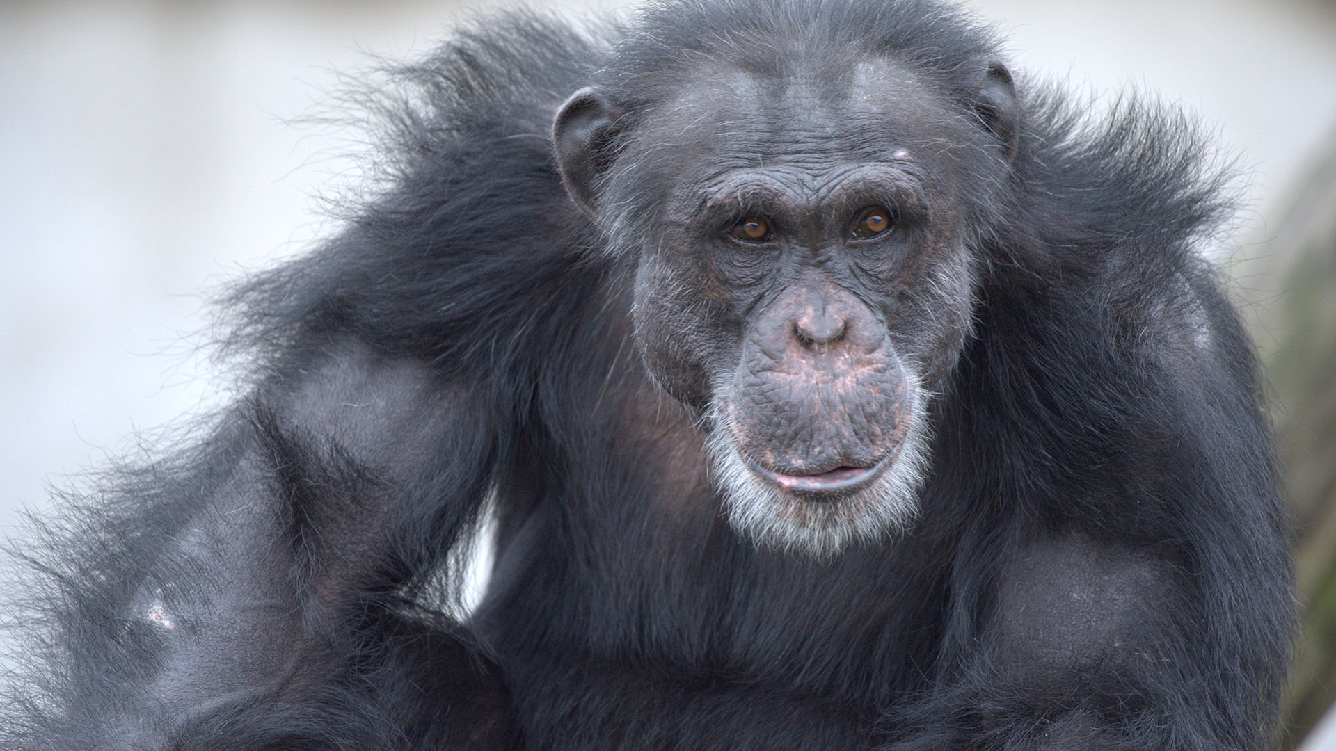 لقطة مقربة للشمبانزي "شاك". قطيع سبوك. هذه الصورة من... [Photo of the day - فبراير 2024]