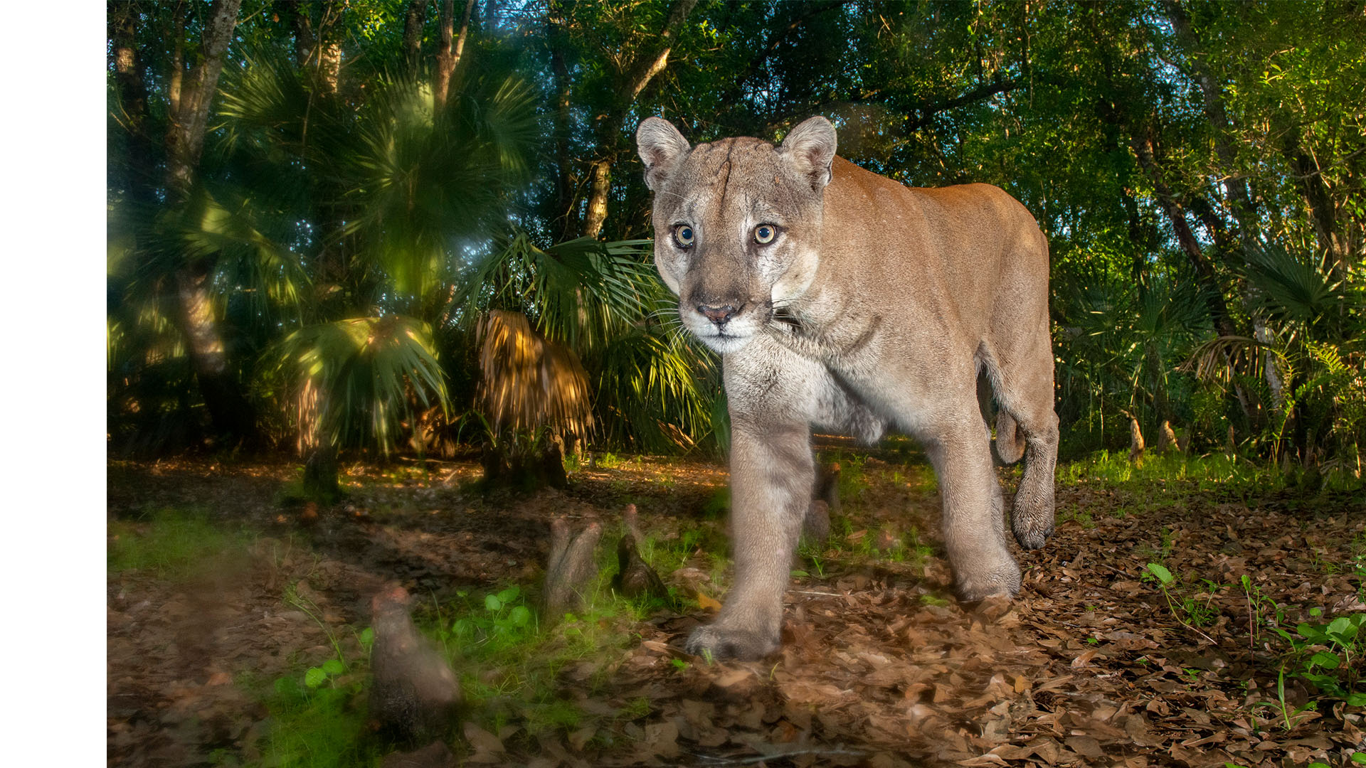 A mature male panther triggers a camera in early morning light at Babcock Ranch State Preserve.... [Photo of the day - February 2024]