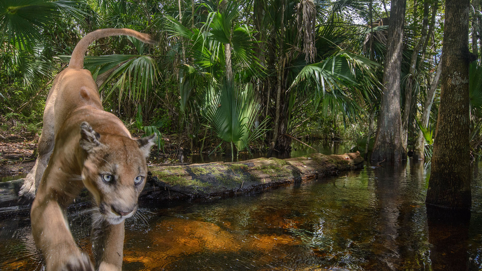 A male Florida panther leaps over Carlton Ward Jr.'s 'logjump' camera trap site as he patrols... [Photo of the day - February 2024]