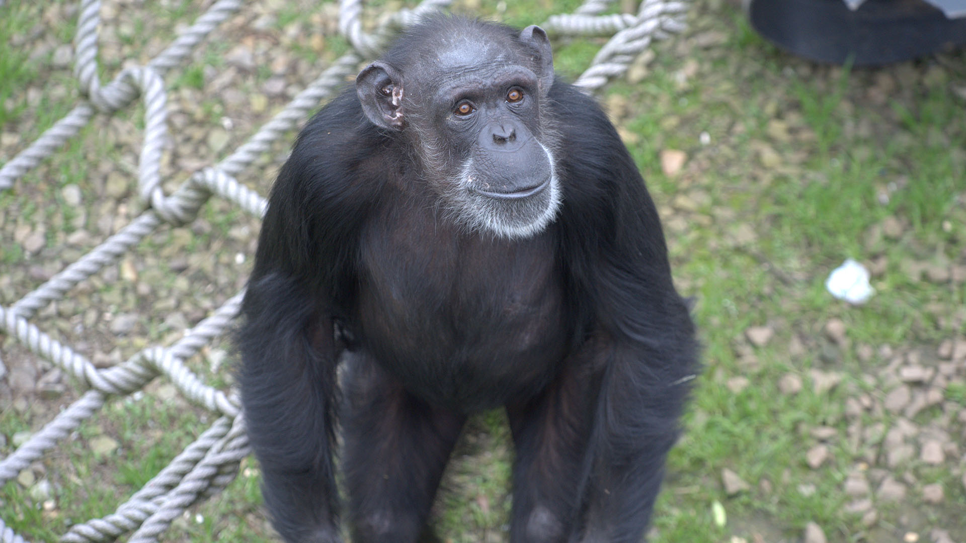 الشمبانزي "ستار برست" ينظر للأعلى. قطيع سبوك.  هذه... [Photo of the day - فبراير 2024]