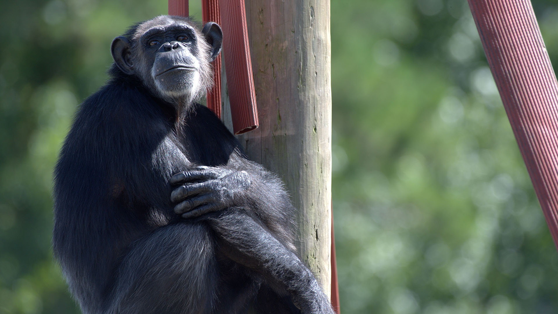 Nicole sat on structure. Spock's group. This is from Meet the Chimps. [Photo of the day - February 2024]