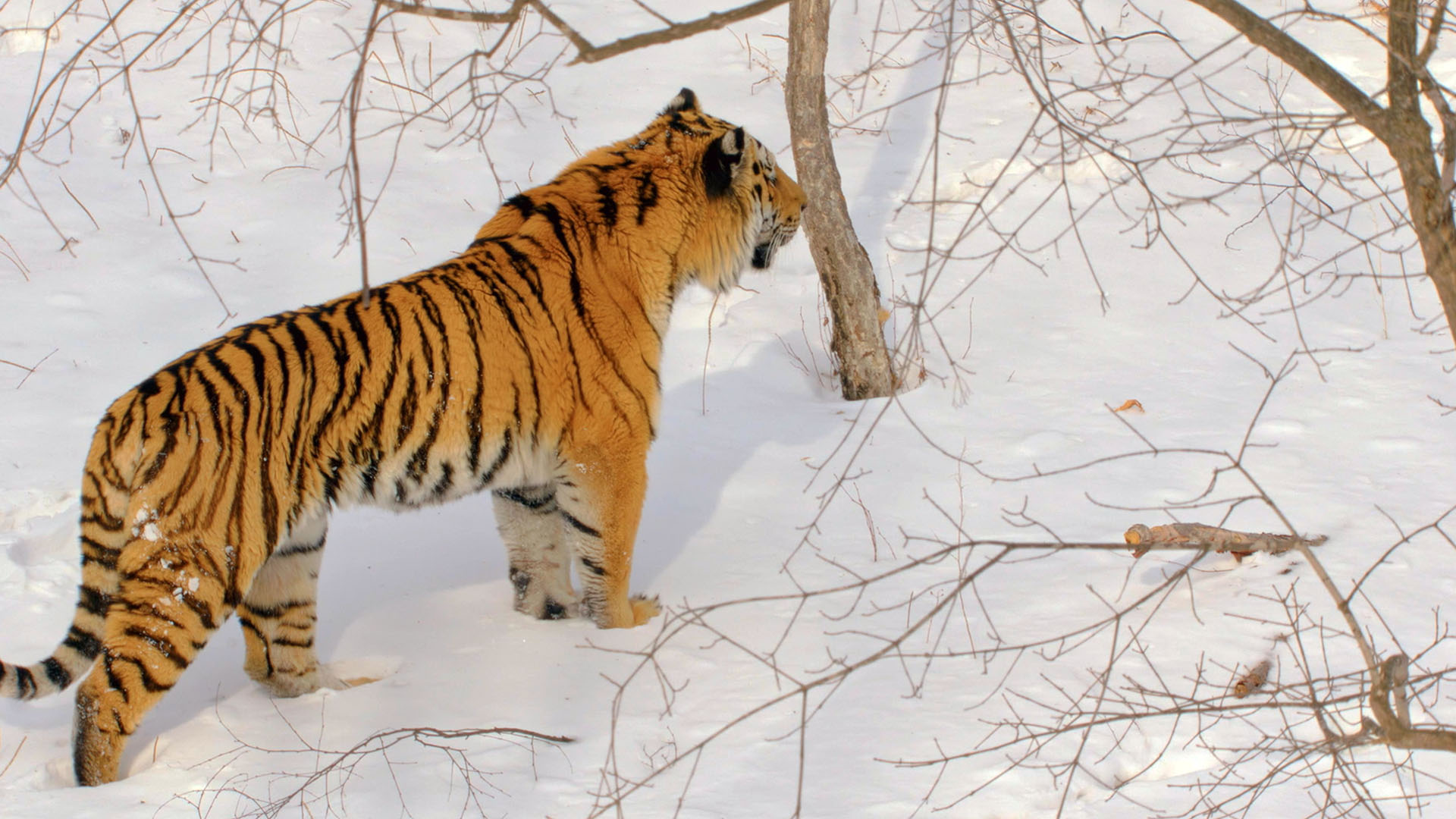 A Siberian tiger walks through a snow-covered forest.  This is from Amur Tiger: Secret Kingdom [Photo of the day - February 2024]