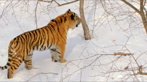 A Siberian tiger walks through a... [Photo of the day - 20 FEBRUARY 2024]