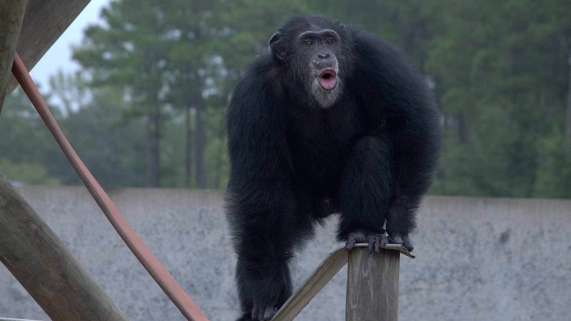 Henry stands on a wooden post, calling to the other chimps. Donovan's group. This is from Meet... [Photo of the day - February 2024]