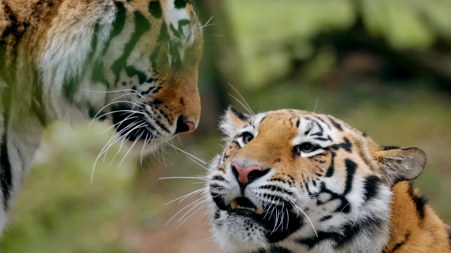 Two Siberian tigers face each other. This is from Amur Tiger: Secret Kingdom [Photo of the day - February 2024]