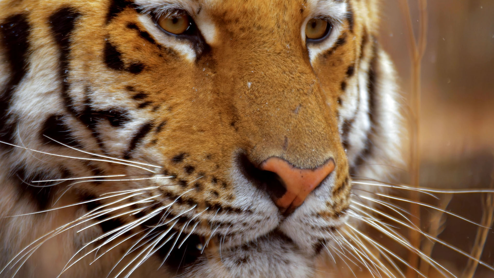 A portrait of a Siberian tiger. This is from Amur Tiger: Secret Kingdom [Photo of the day - February 2024]
