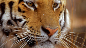 A portrait of a Siberian tiger. This... [Photo of the day - 28 FEBRUARY 2024]