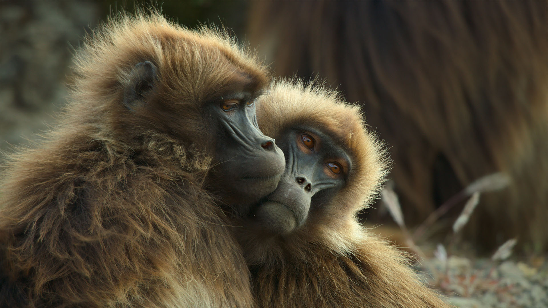 Mother and daughter geladas cuddle up together. This is from Queens. [Photo of the day - March 2024]