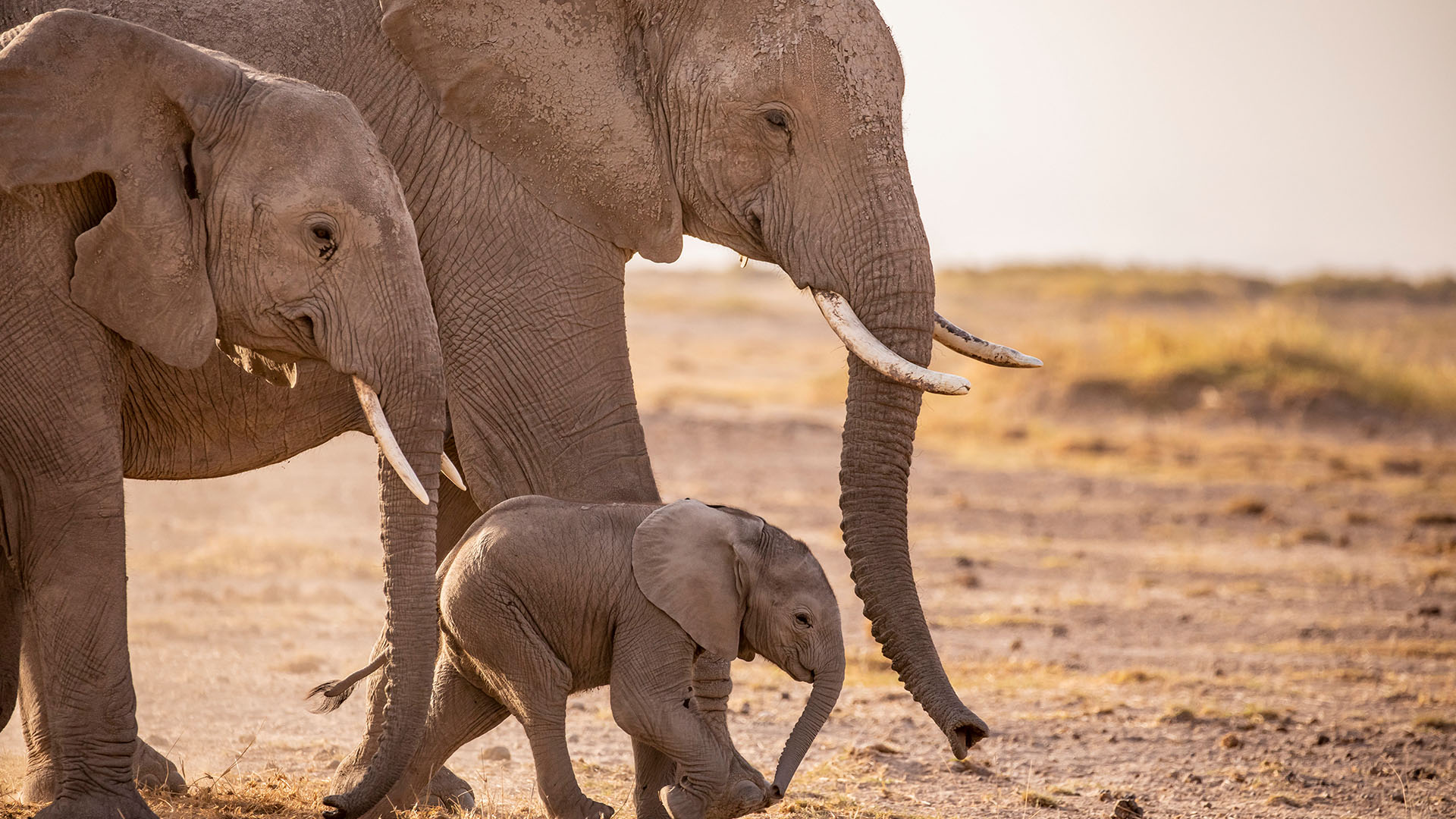 An African elephant calf walks amongst the herd.  This is from Queens. [Photo of the day - مارس 2024]