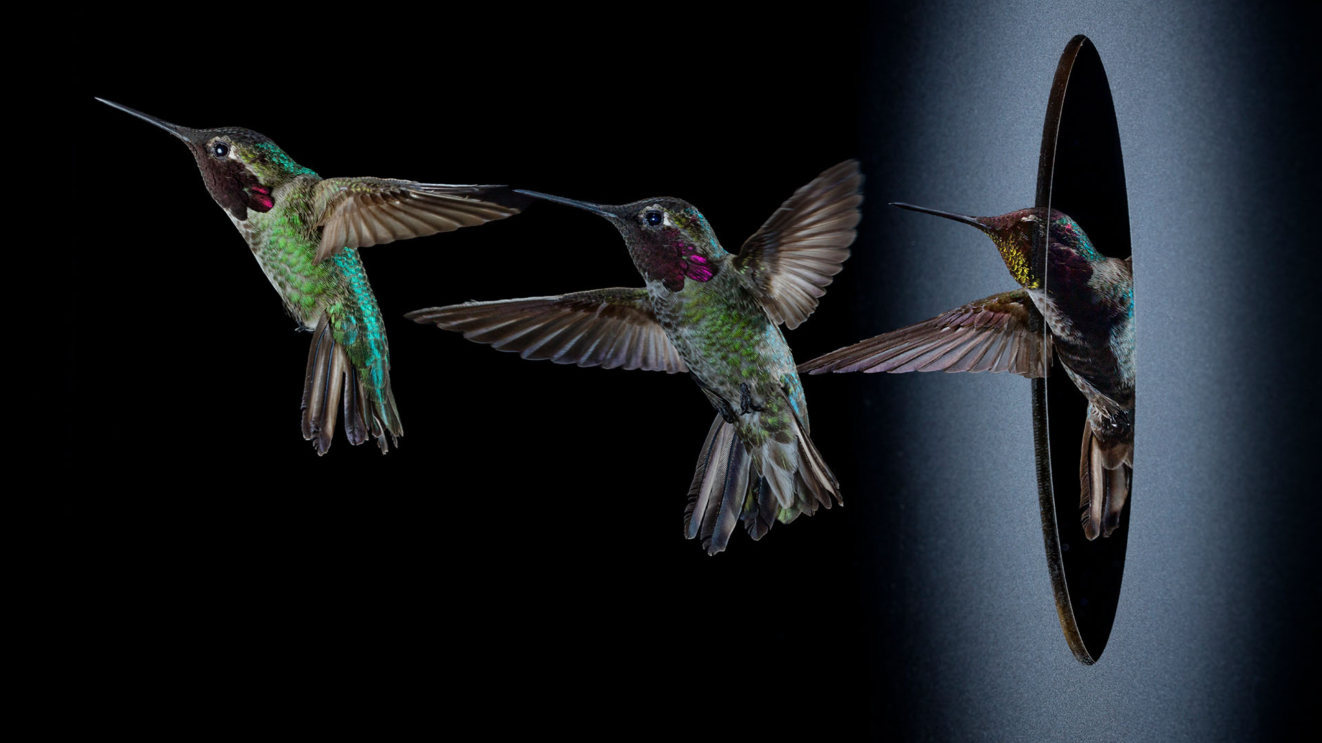 In dense vegetation, hummingbirds must dodge and weave around branches and vines. Marc Badger of... [Photo of the day - مارس 2024]