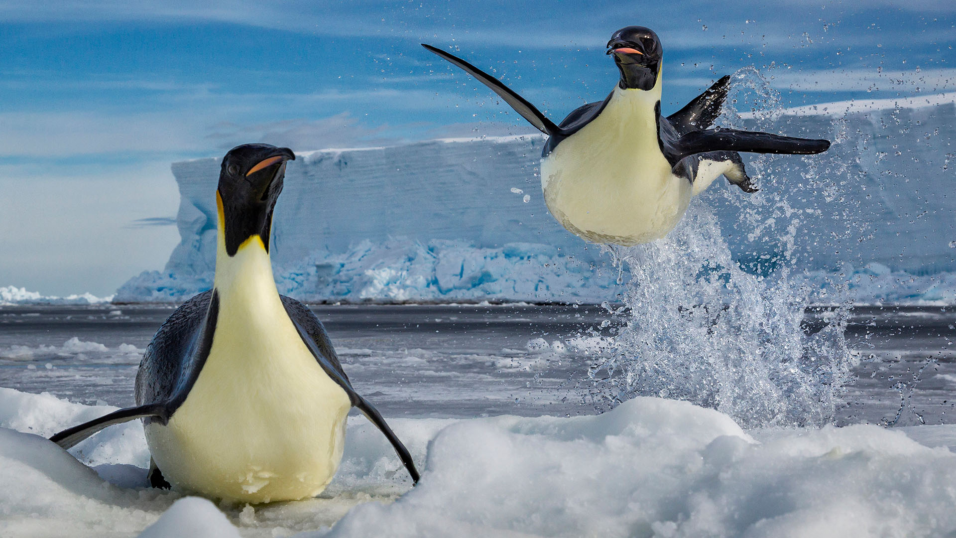 Emperor Penguins propel themselves out of Antarctica's icy waters, shot from the Mario Zuchelli... [Photo of the day - مارس 2024]