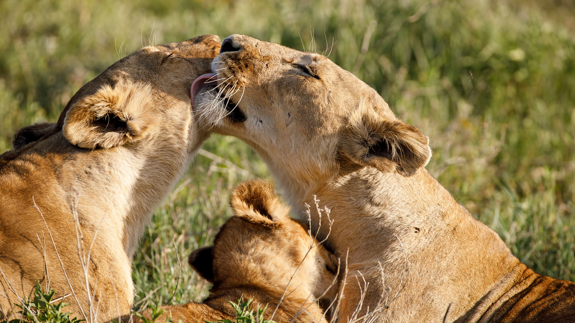 Two lionesses nuzzle whilst resting in the grass.  This is from Queens. [Photo of the day - مارس 2024]