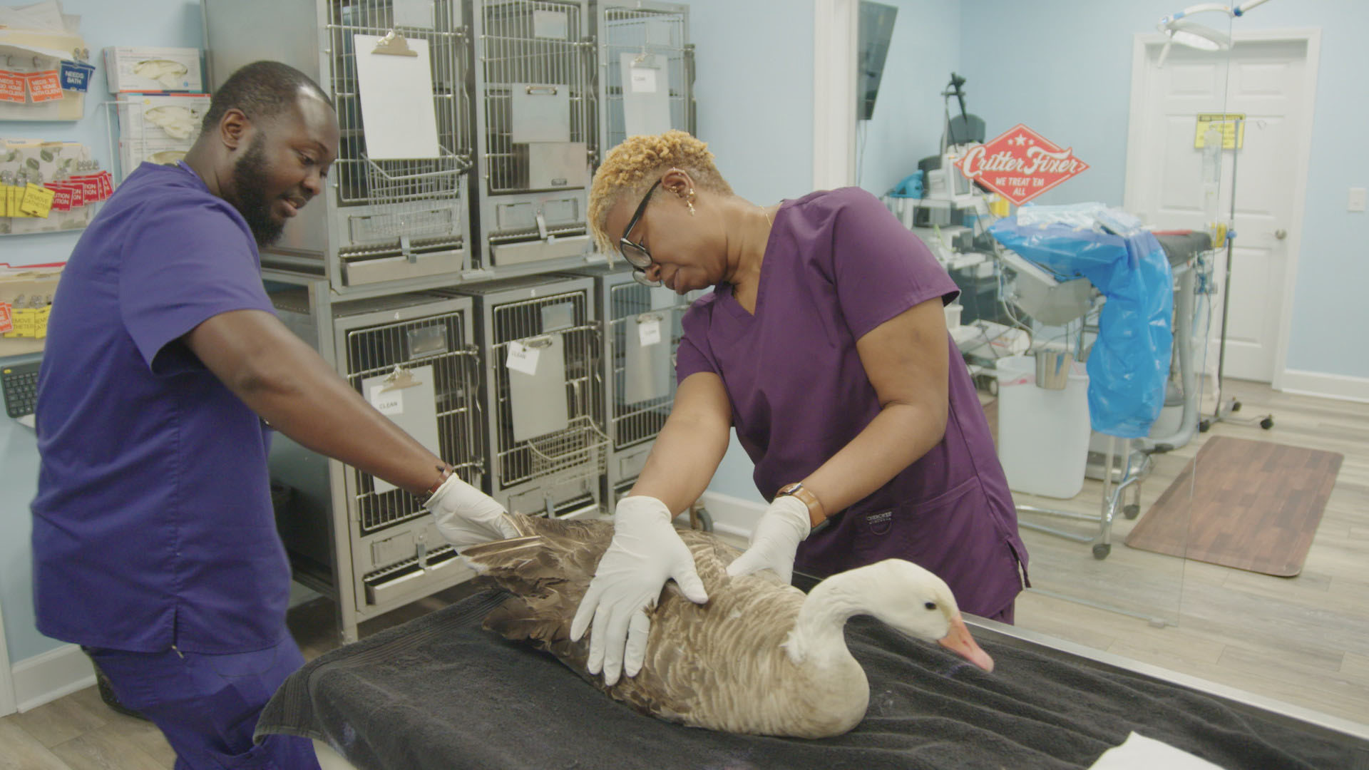 Surgery tech Paul and senior vet tech Andrea take a look at the wound on Whitey, the goose. This... [Photo of the day - مارس 2024]