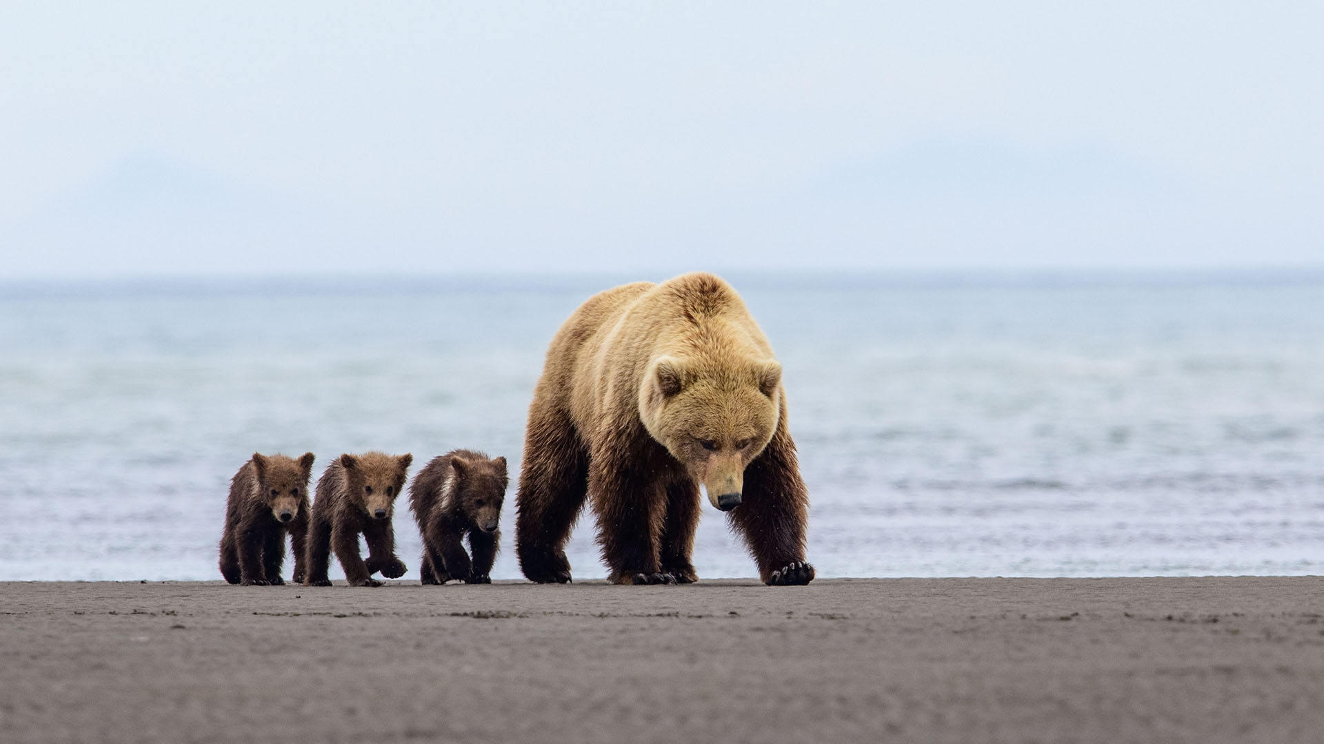 A female brown bear is followed by her three cubs across the mudflats at low tide.  This is from... [Photo of the day - March 2024]