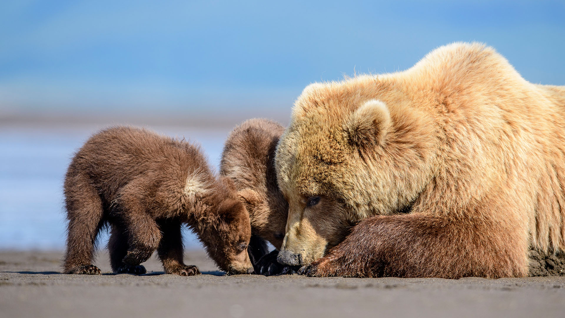 A female brown bear and her two cubs feed on a clam she has just dug up from underneath the... [Photo of the day - مارس 2024]