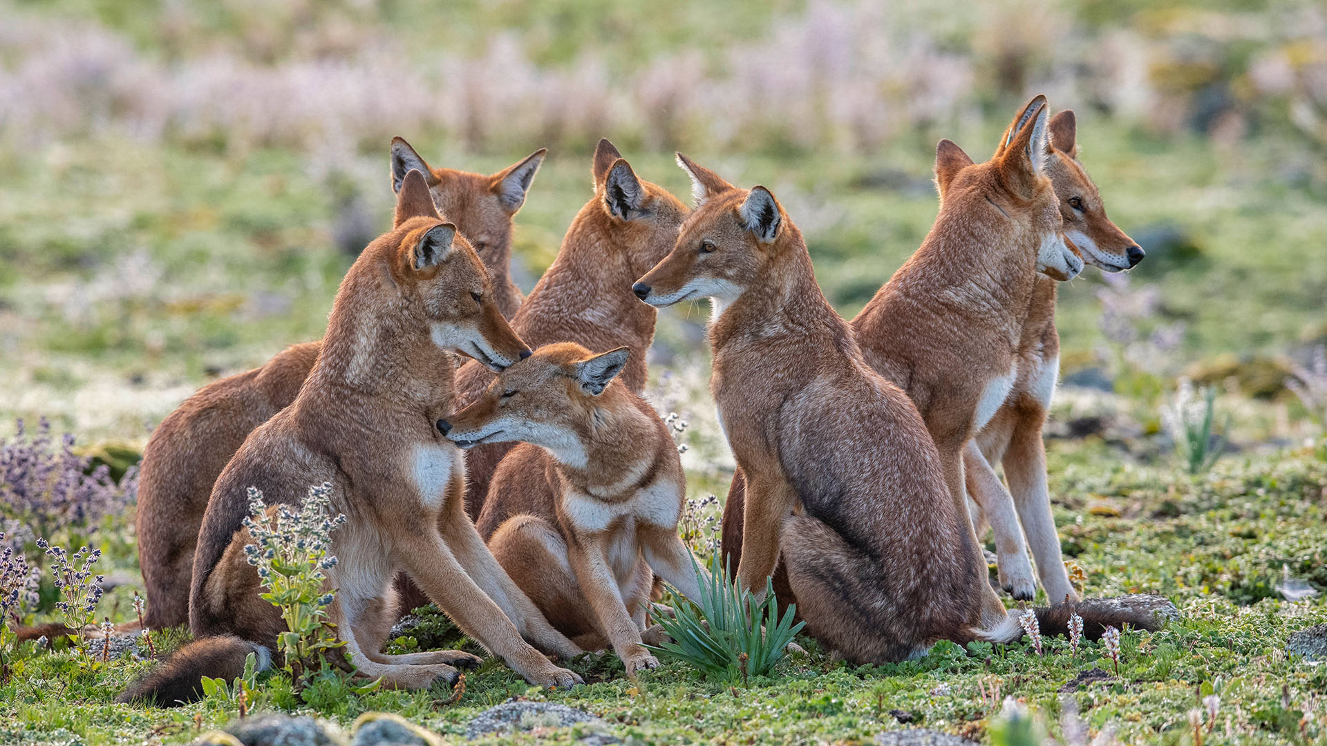 The Ethiopian wolf pack greets each other before setting out on patrol in the mountains of... [Photo of the day - March 2024]