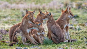 The Ethiopian wolf pack greets each... [Photo of the day - 31 MARCH 2024]