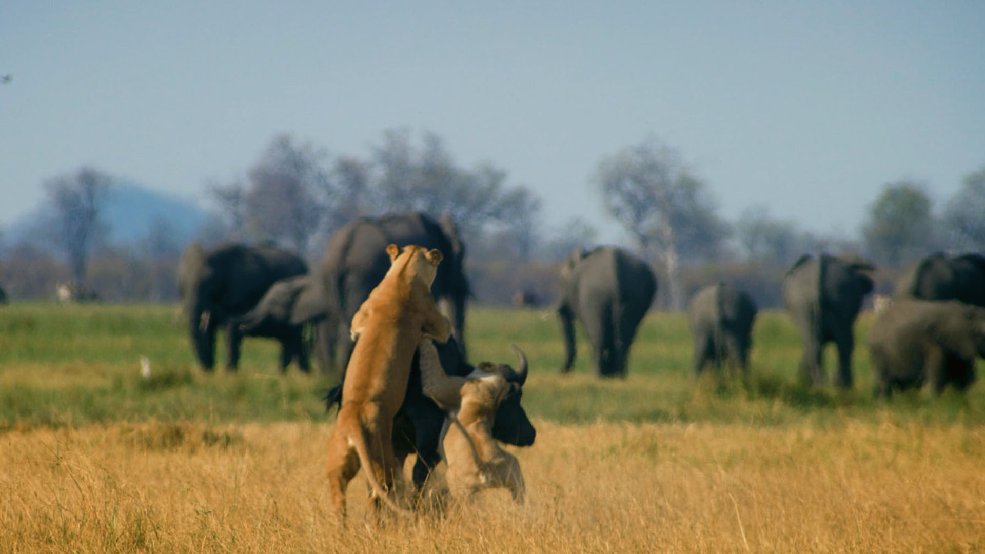 Two lionesses take down a buffalo. This is from Predator V Prey, Season 1. [Photo of the day - أبريل 2024]