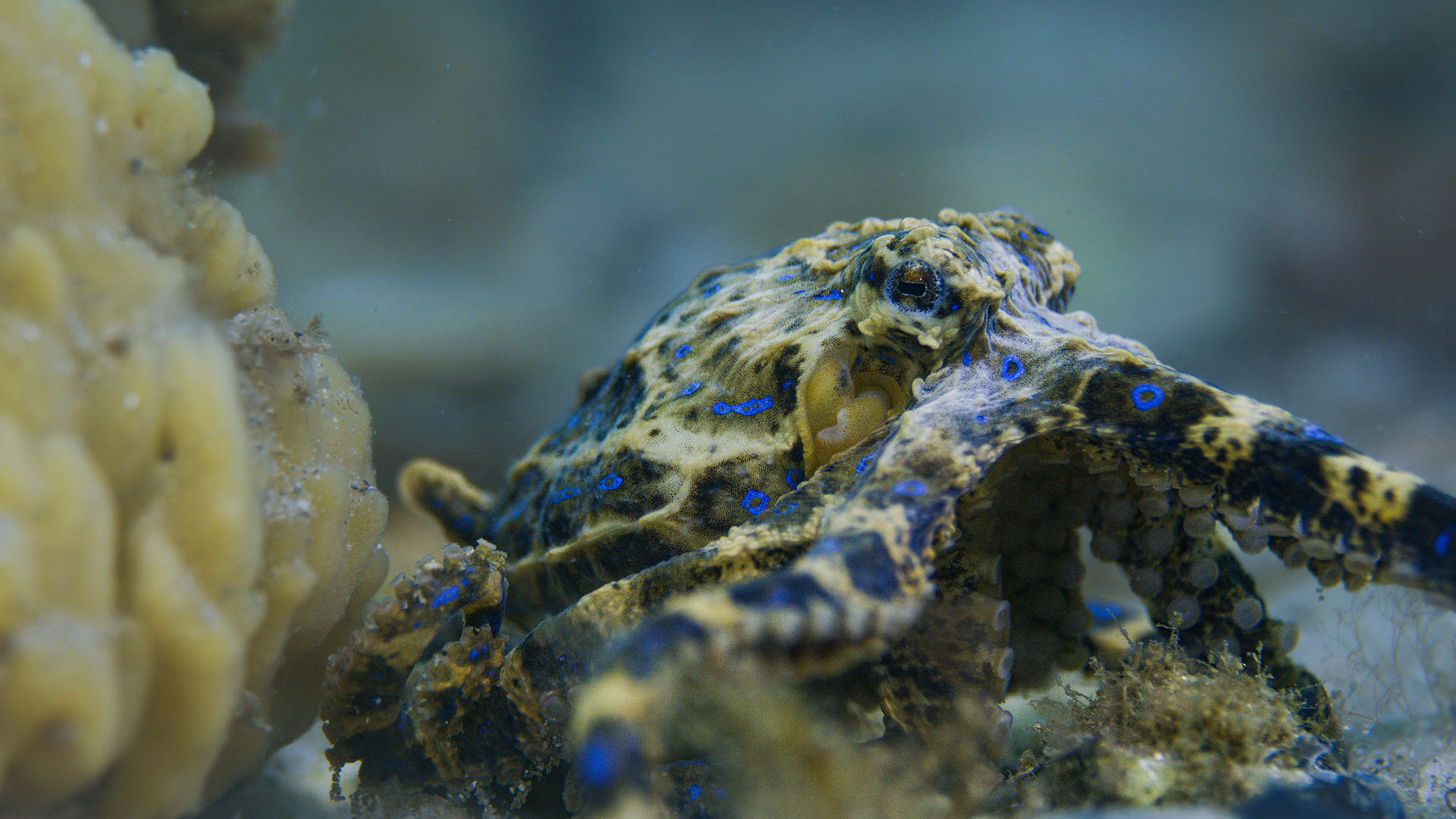 A Blue-ringed octopus (Hapalochlaena maculosa) displays bright blue rings, a warning that the... [Photo of the day - أبريل 2024]