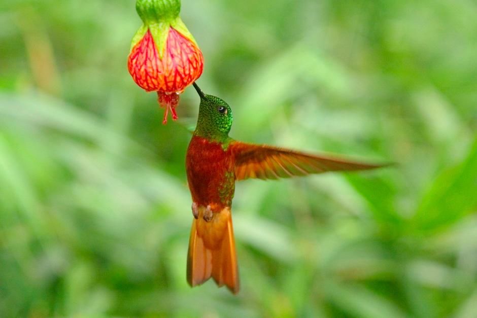 Chestnut breasted Coronet (Boissomeaua flavescens). This image is from Hummingbirds: Magic In... [Photo of the day - October 2012]