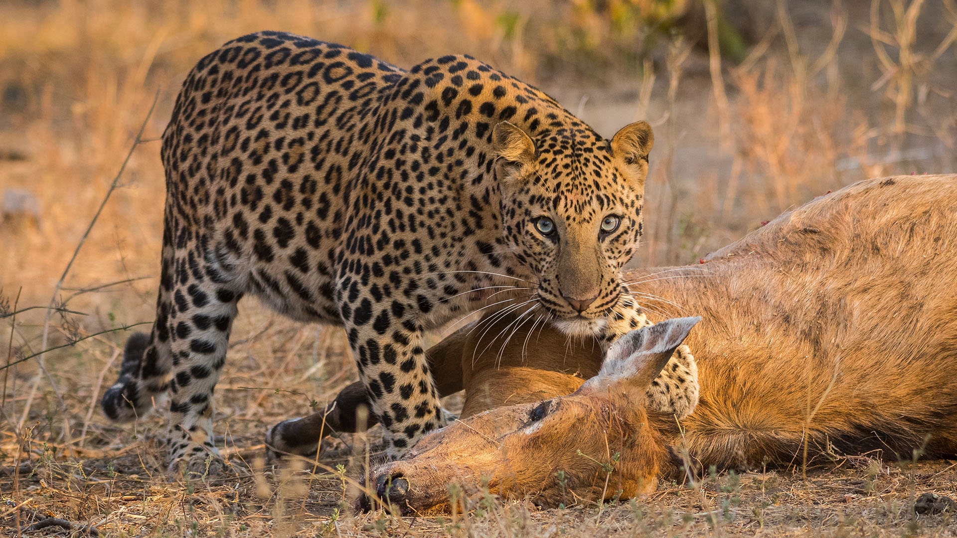 Leopard with a blue bull prey. This is from Predator V Prey, Season 1. [Photo of the day - أبريل 2024]
