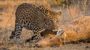 Leopard with a blue bull prey. This... [Photo of the day - 10 APRIL 2024]