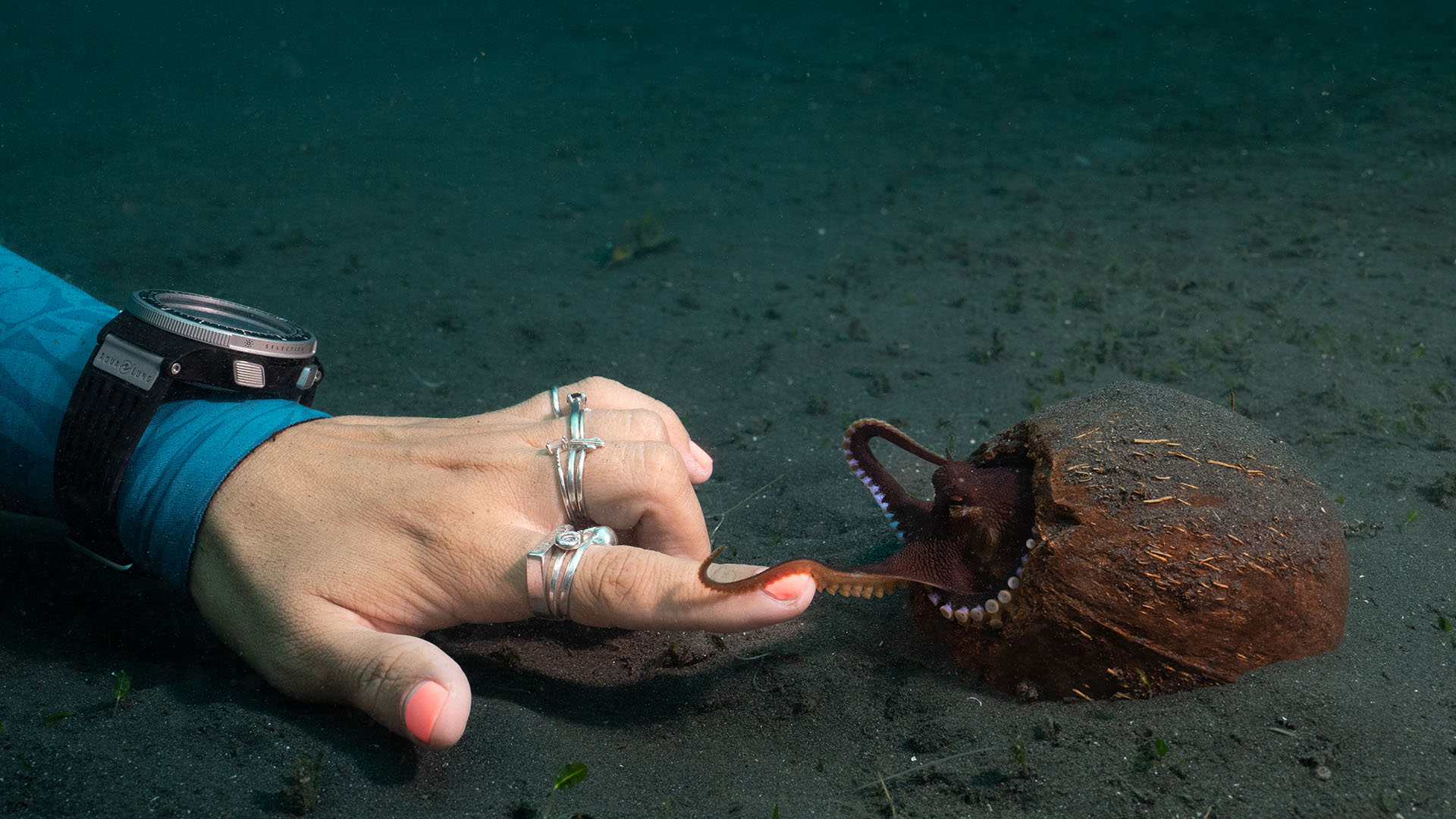 A tiny Coconut octopus (Amphioctopus marginatus) reaches out to touch Dr. Alex Schnell's hand.... [Photo of the day - أبريل 2024]