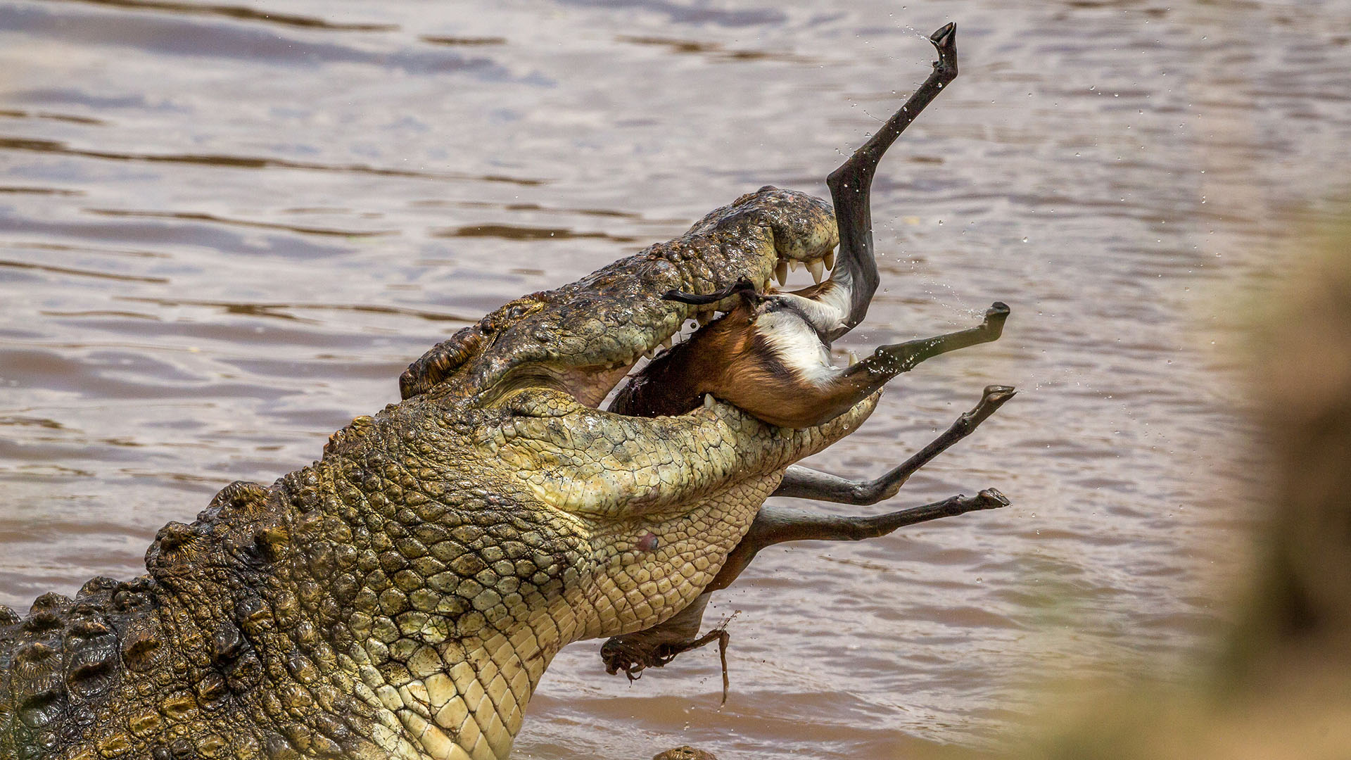 Nile Crocodile swallows prey whole.  This is from Predator V Prey, Season 1. [Photo of the day - April 2024]