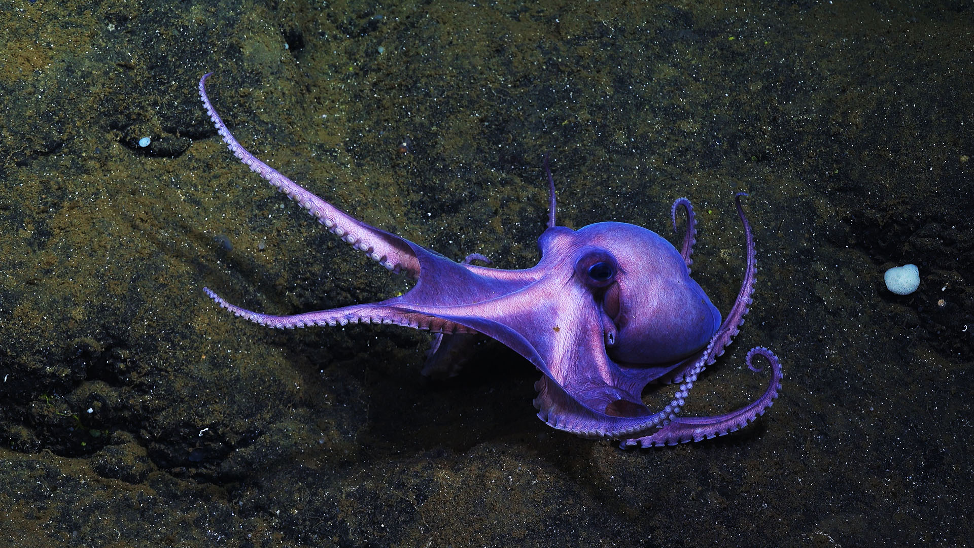 Dorado Octopus arms reaching out. This is from Secrets of the Octopus. [Photo of the day - أبريل 2024]