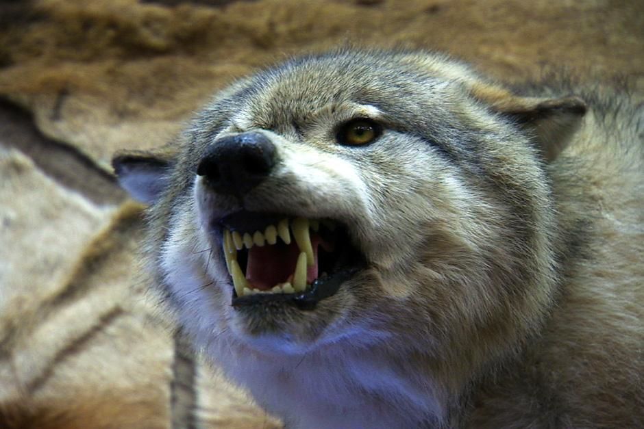 Montana: A stuffed wolf with its teeth baring.  This image is from Frontier Force. [Photo of the day - October 2012]