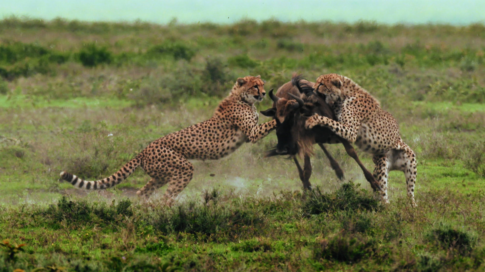Two cheetahs work together to bring down a wildebeest.  This is from Predator V Prey, Season 1. [Photo of the day - April 2024]