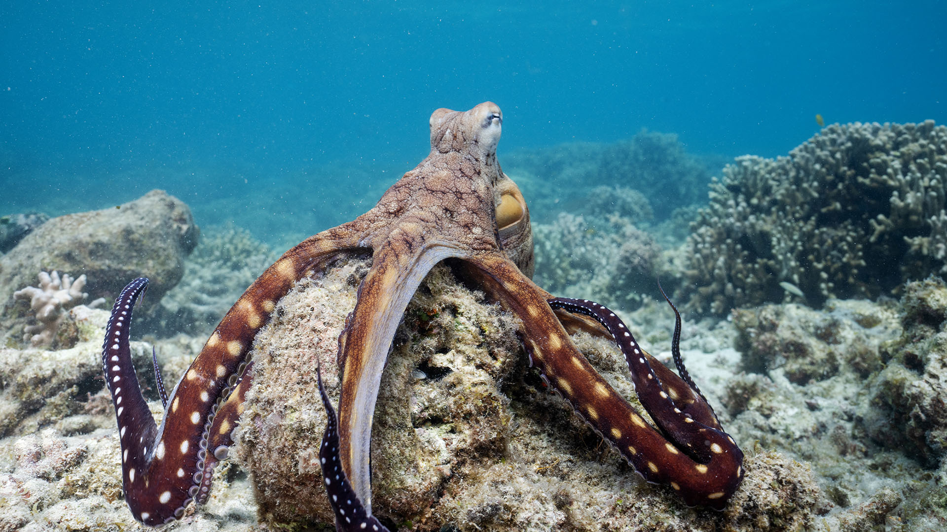A Day octopus (Octopus Cyanea) foraging on a coral reef. This is from Secrets of the Octopus. [Photo of the day - أبريل 2024]