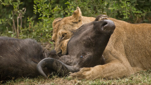 A lioness takes down a buffalo. This... [Photo of the day - 24 APRIL 2024]