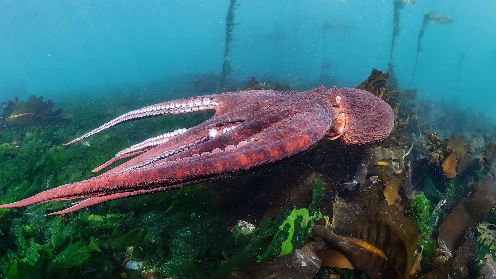 A Giant Pacific octopus (Enteroctopus dofleini) jet propels over kelp in shallow waters off... [Photo of the day - April 2024]