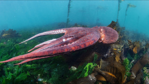 A Giant Pacific octopus... [Photo of the day - 25 أبريل 2024]