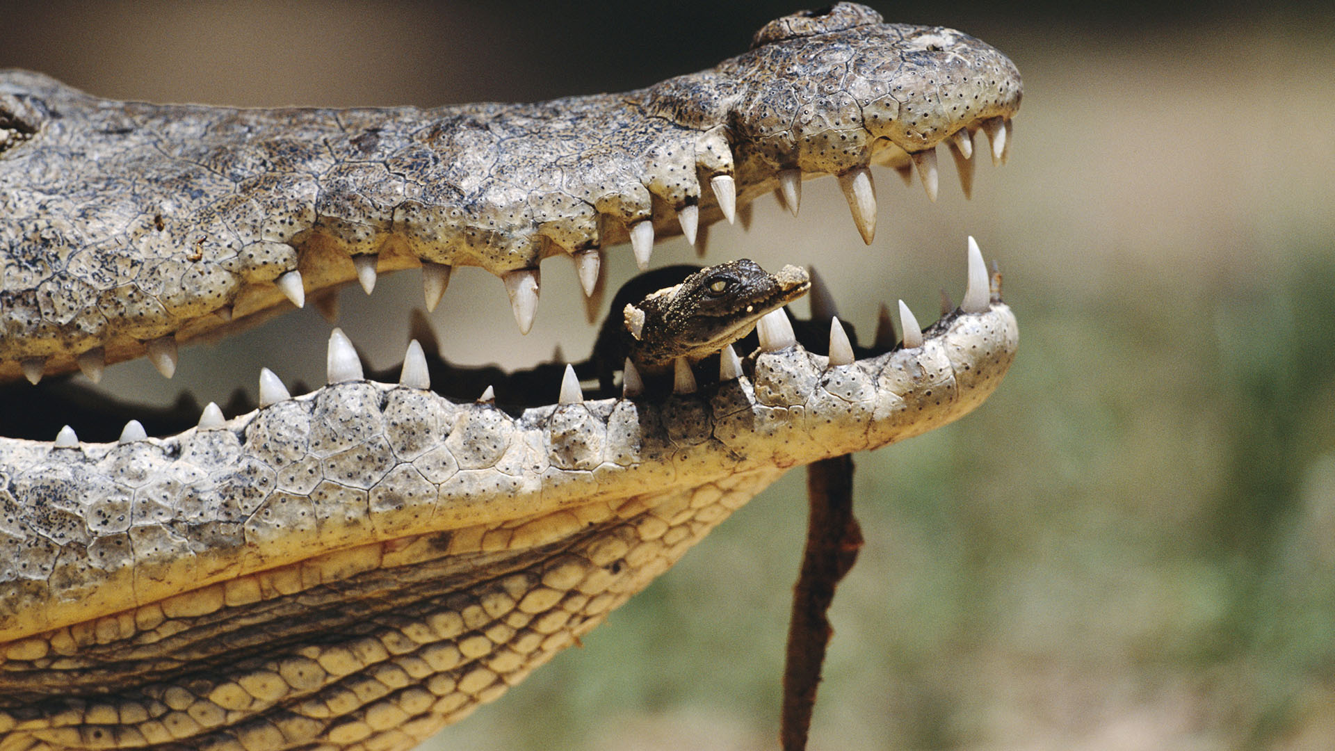 Mother croc carrying her hatchling in her mouth. This is from Predator V Prey, Season 1. [Photo of the day - أبريل 2024]