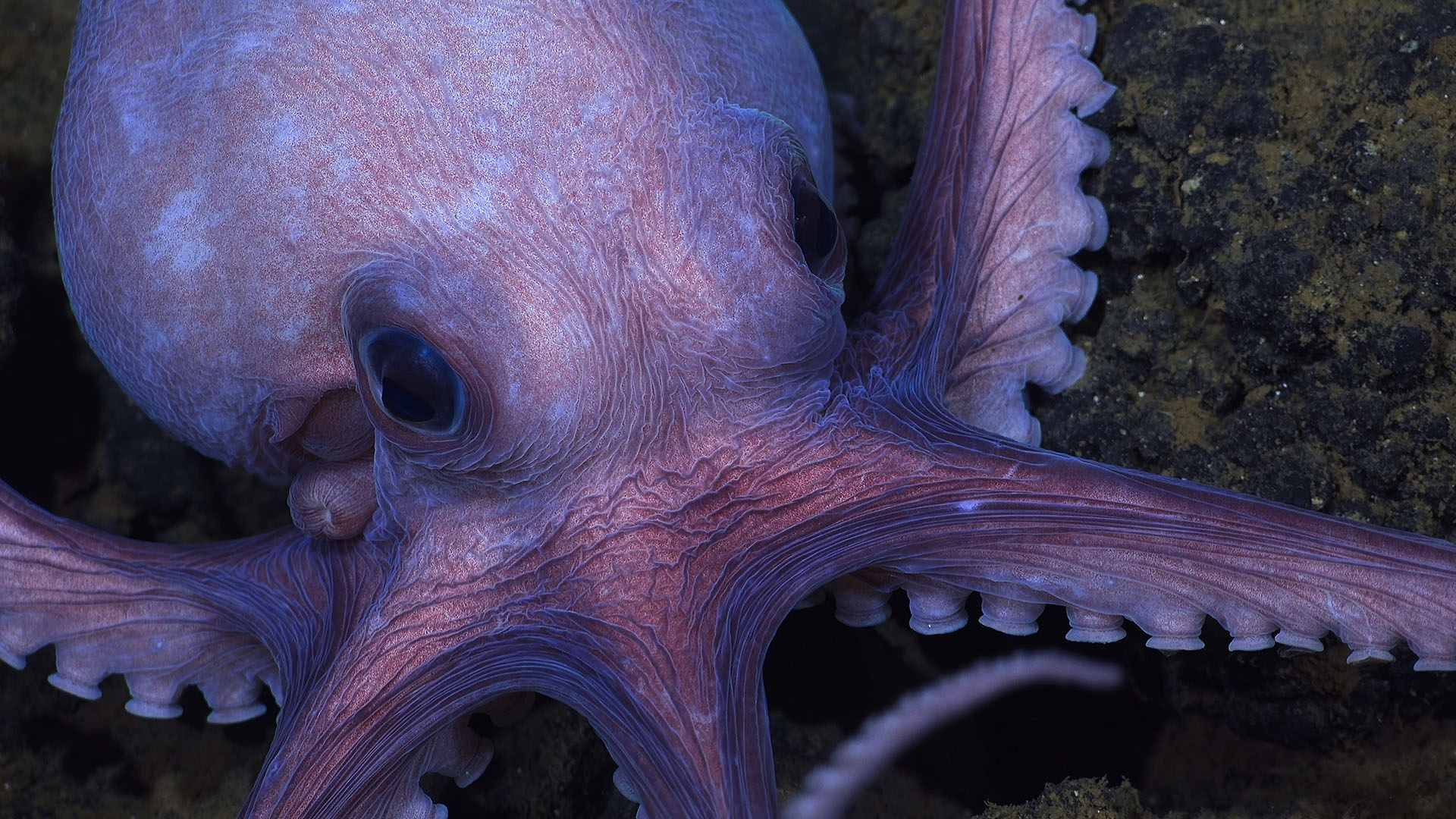 Close up of a Dorado Octopus. This is from Secrets of the Octopus. [Photo of the day - April 2024]