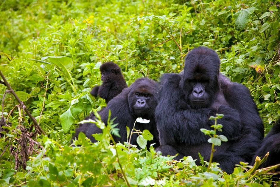 RWANDA: Gorillas roam through the forest on a slightly misty day. This image is from Departures. [Photo of the day - October 2012]