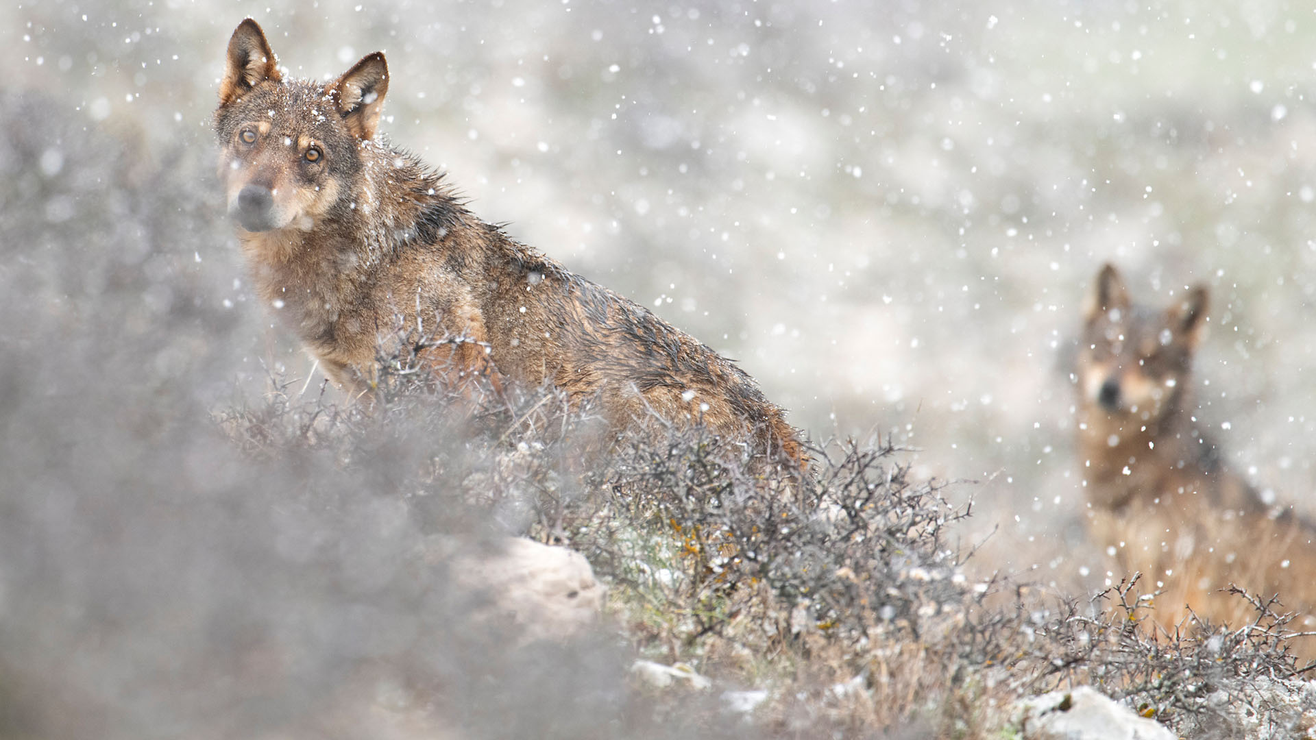 Italian wolves in snowfall. This is from Wild Mediterranean. [Photo of the day - May 2024]