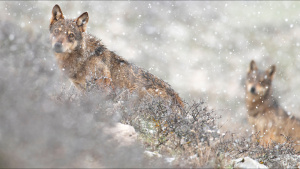 Italian wolves in snowfall. This is... [Photo of the day -  2 MAY 2024]