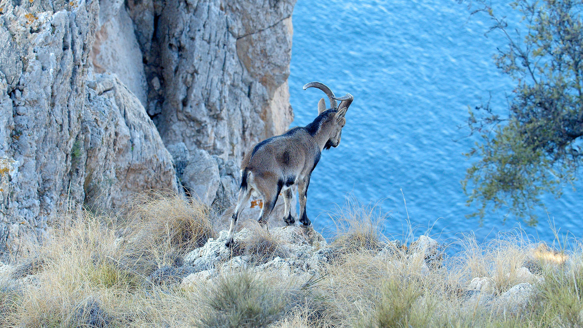 An Ibex looking over cliff at the Mediterranean Sea. This is from Wild Mediterranean. [Photo of the day - May 2024]