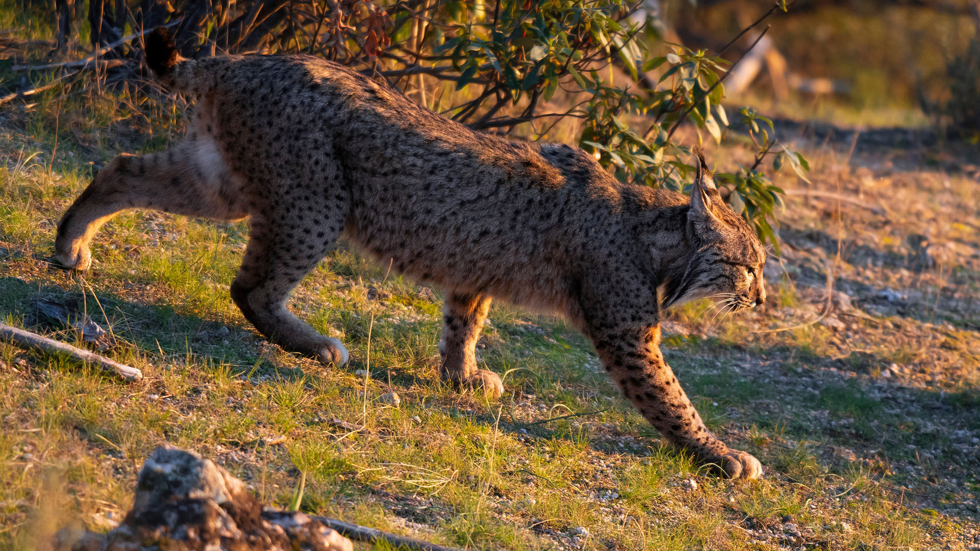 An Iberian lynx. This is from Wild Mediterranean. [Photo of the day - May 2024]