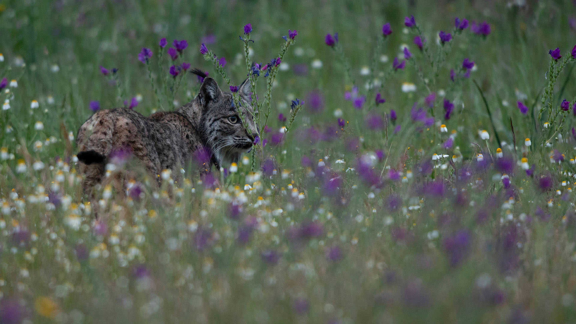 An Iberian lynx in a meadow. This is from Wild Mediterranean. [Photo of the day - May 2024]