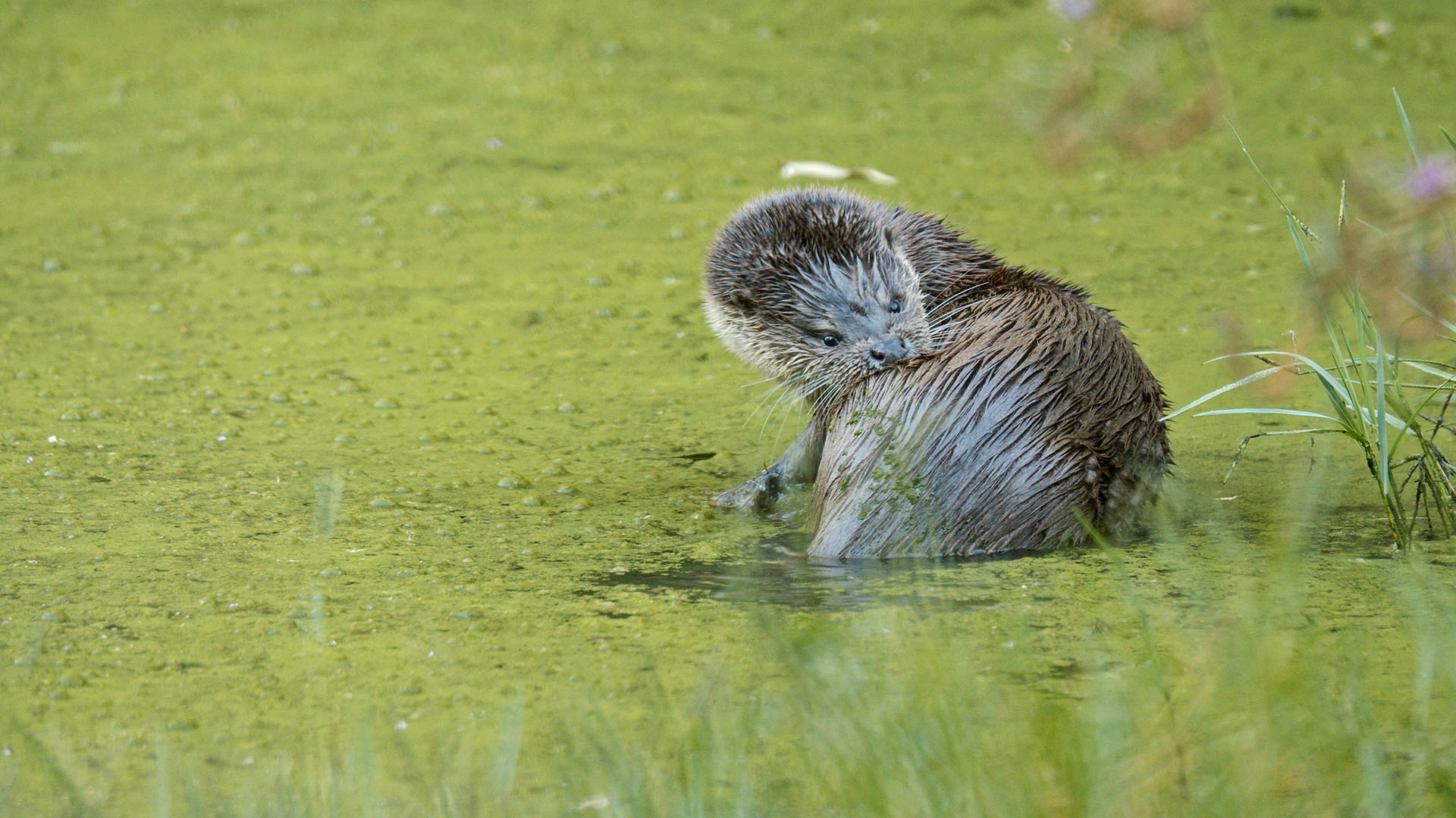 A European otter. This is from Wild Mediterranean. [Photo of the day - May 2024]