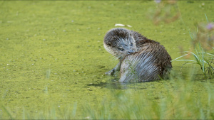 A European otter. This is from Wild... [Photo of the day - 17 MAY 2024]