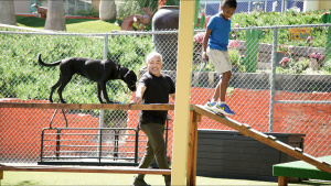 Cesar Millan guiding Lincoln in an... [Photo of the day - 18 MAY 2024]