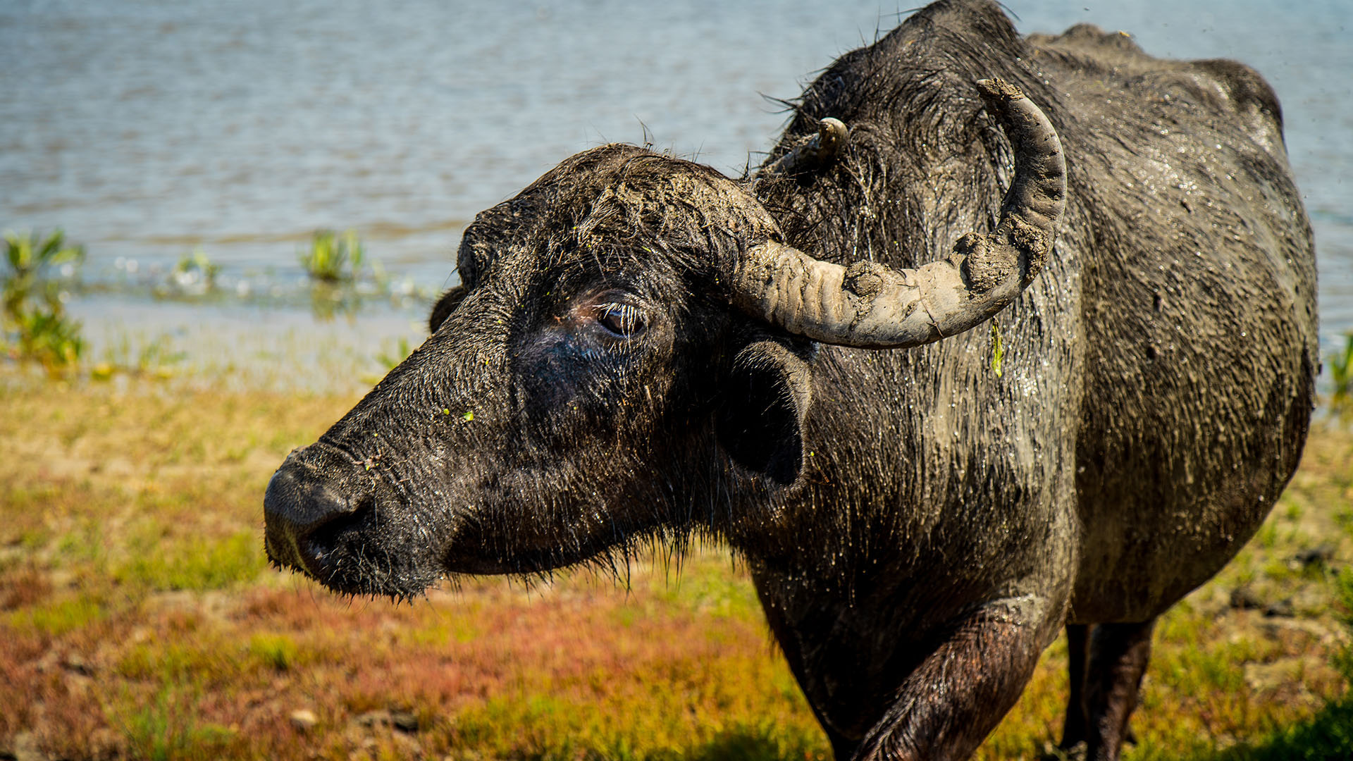 A young water buffalo after taking its first mudbath on the rewilded Island of Ermakov. The... [Photo of the day - May 2024]