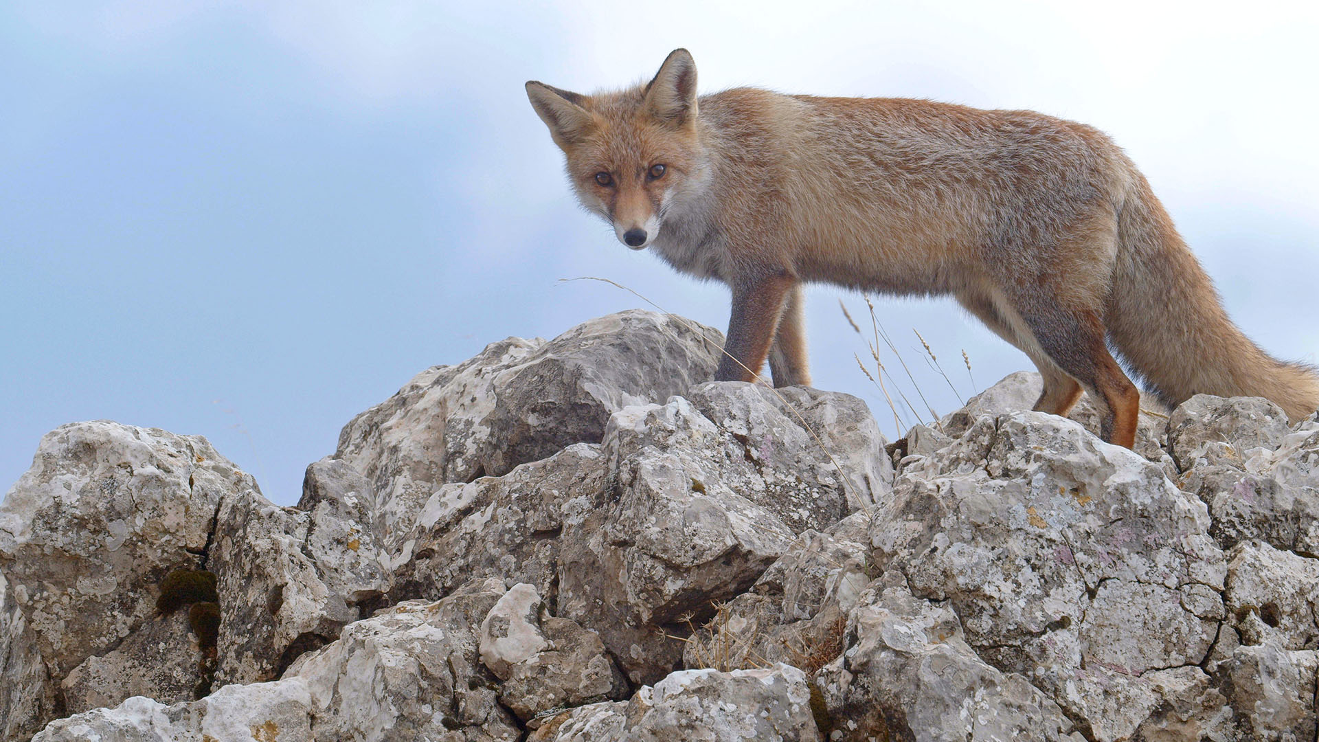A red fox. This is from Wild Mediterranean. [Photo of the day - May 2024]