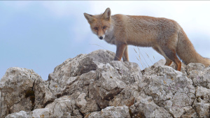 A red fox. This is from Wild... [Photo of the day - 23 MAY 2024]