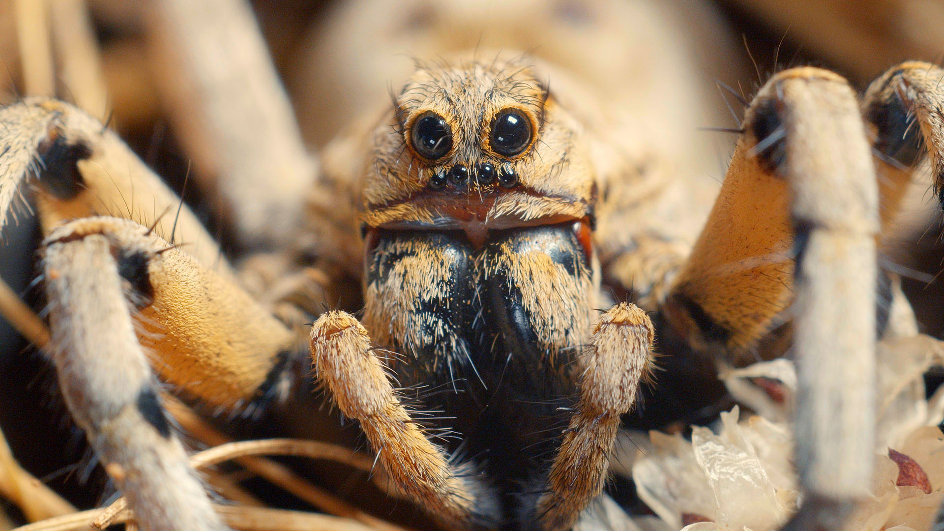A wolf spider. This is from Wild Mediterranean. [Photo of the day - May 2024]